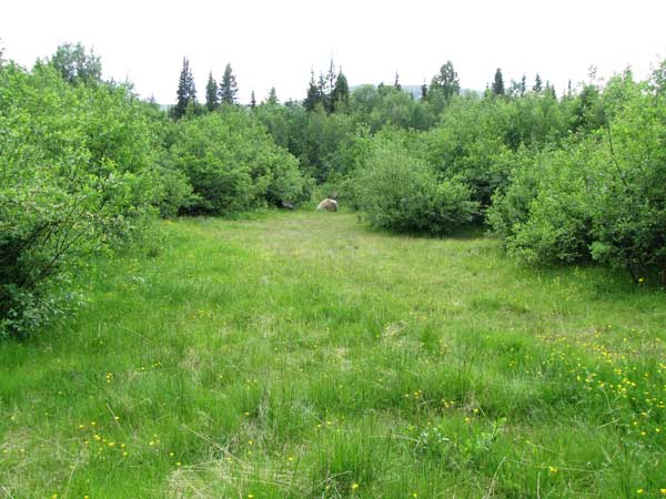 Den lilla ängen från norr, skyddad av en sten. Bakom granarna ligger Vassaraträsket.Foto: Rolf Broberg 2012.